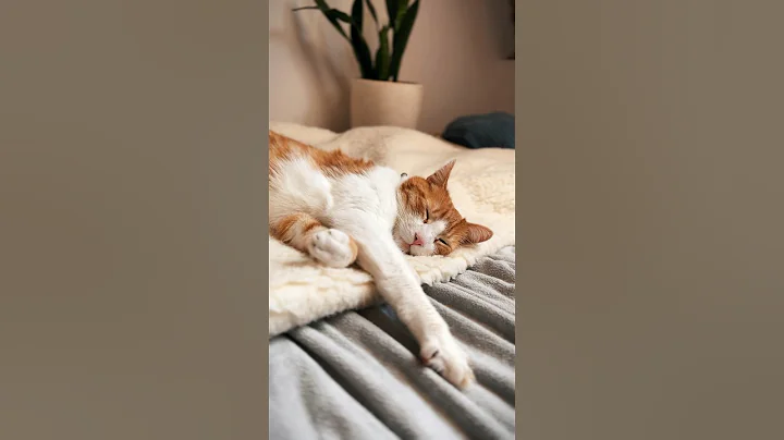 Ros Sleeps Like A Rose 🌹 #adventureros #catlovers #cats