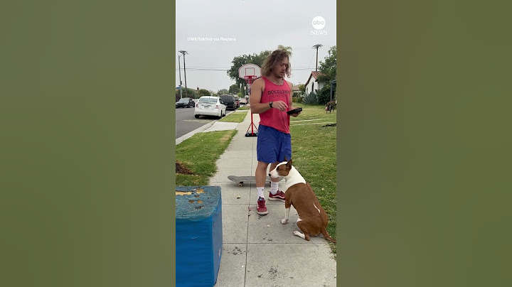 Dog trainer shows off pooch's basketball skills - ABC News