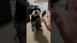 Miniature Schnauzer Gives High Five