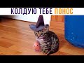 ПЕЛЬМЕНЬ В УГЛУ МОРОЗИЛКИ С 2007 ГОДА))) Приколы | Мемозг 849