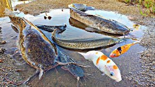 Catch giant catfish, koi fish, ornamental fish, betta fish, carp fish, alligators, lobsters, turtles