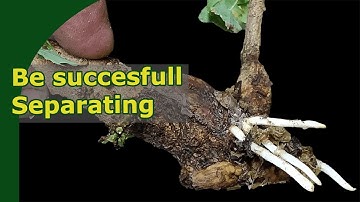 Potting up air layers & Aftercare | Separate and How to plant layers | Japanese Maple Example