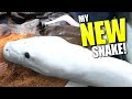 GETTING A NEW GIANT WHITE SNAKE FOR MY REPTILE ZOO!! | BRIAN BARCZYK