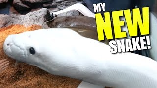 GETTING A NEW GIANT WHITE SNAKE FOR MY REPTILE ZOO!! | BRIAN BARCZYK