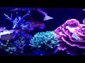 180 gallon Mixed reef update