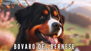 BOVARO DEL BERNESE  conosciamo il nostro amico peloso