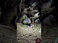 Behold what a groundhog burrow looks like😳#pov #groundhogs#shorts