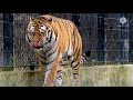Tiger kings jangle love download