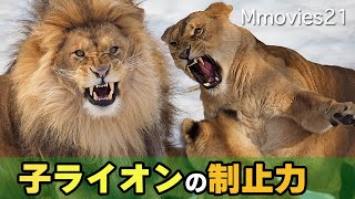 【オリト＆イオ】ライオン夫婦喧嘩を全力で止める子〜母の異変〜旭山動物園のライオン家族の成長記録Lion Family at Asahiyama zoo