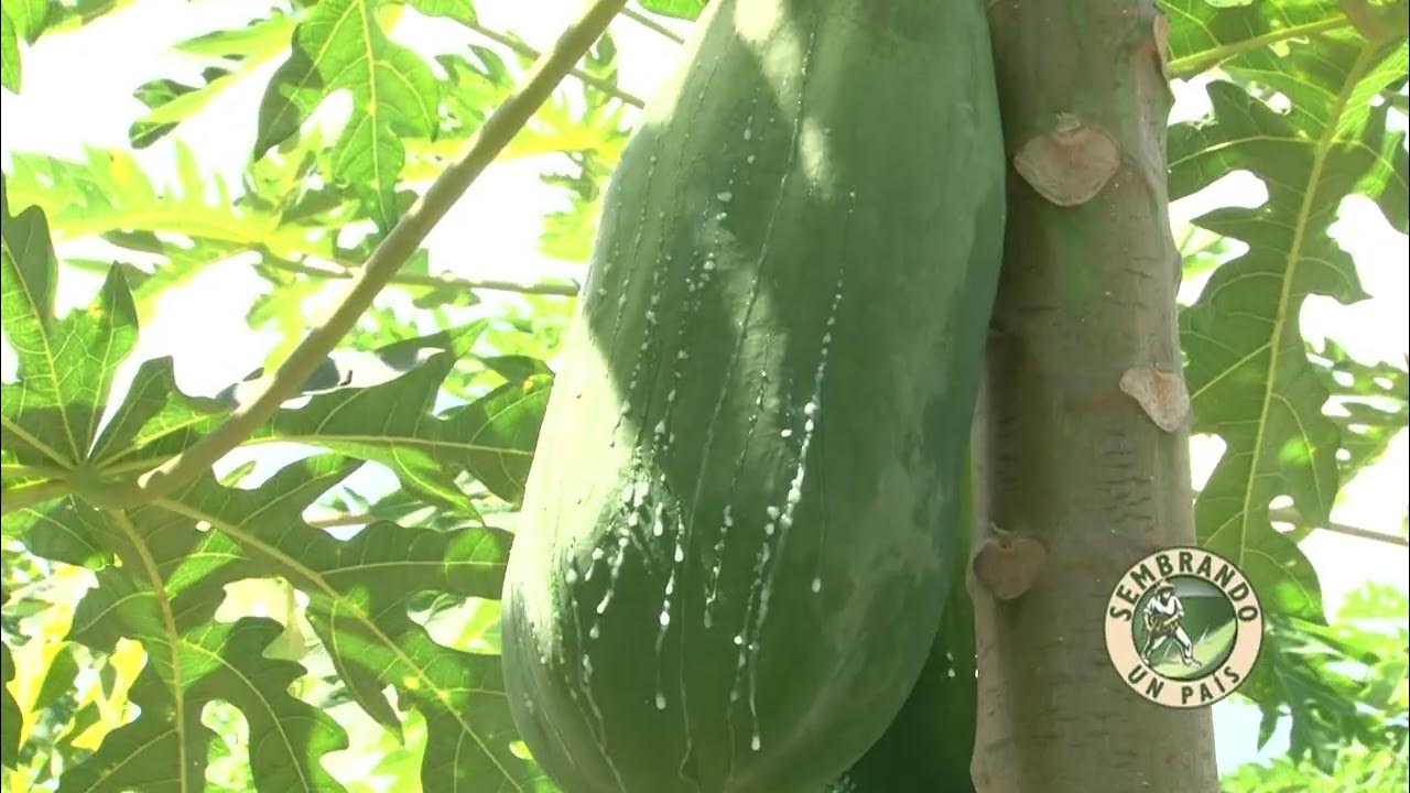 El Látex de la Papaya o Lechosa y sus Usos YouTube