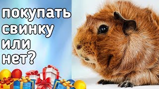 МАМА, ХОЧУ МОРСКУЮ СВИНКУ!!! ДАРИТЬ МОРСКУЮ СВИНКУ ИЛИ НЕ ДАРИТЬ? МАМА, ХОЧУ МОРСКУЮ СВИНКУ!!! ДАРИТЬ МОРСКУЮ СВИНКУ ИЛИ НЕ ДАРИТЬ?