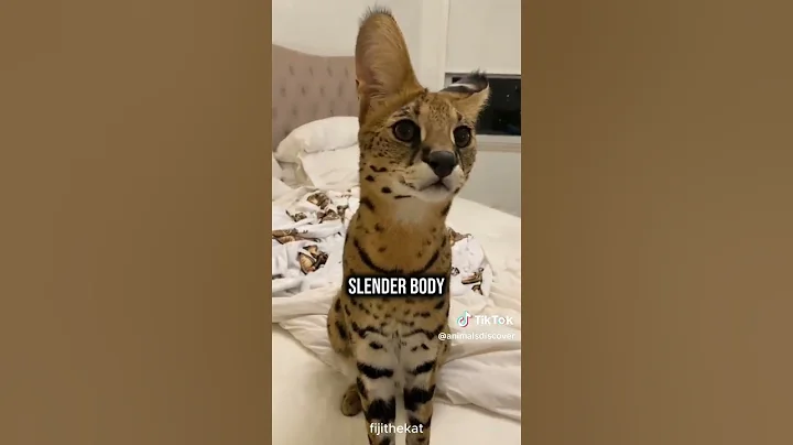 Video 10145031: savannah cat breed, cat lovers