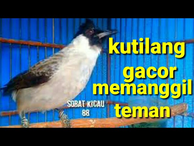 SUARA BURUNG KUTILANG MEMANGGIL TEMAN class=