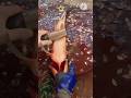 Big Rohu Fish Cutting Techniques l 😍 l #shorts #viralshorts #fishcutting_skills #rohufish