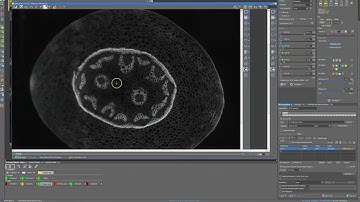 How to use the "Focus surface" function in NIS elements (Nikon microscopes)