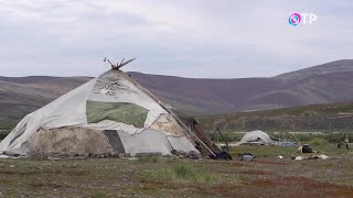 картинка: Люди Арктики. Хозяева тундры. Узнаем, как устроен быт чукотских оленеводов