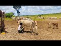 Daawo Lo Barqa Ah Oo Galaha Jiifto Weeylahana Lagu Deeynayo Oo Lamaalayo Daawo Lo Barqa Ah Oo Galaha Jiifto Weeylahana Lagu Deeynayo Oo Lamaalayo