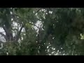 VIEWER VIDEO: Tree limbs cover yards, streets in Auburn after severe weather