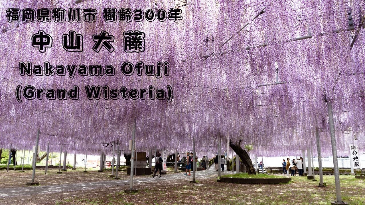 美しすぎる、樹齢300年の幻想的な藤棚！ 中山大藤まつり（福岡県柳川市