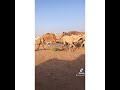 يانادية كان ماتدرين بهلي