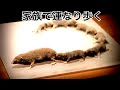 家族を守る為の進化が。。　ぴえん過ぎる生き物紹介　ジャコウネズミ