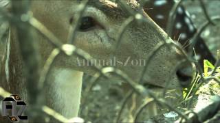 Hilarious screaming deer-Screaming Deer - Remix Compilation-The Private Life of Deer -Amazing Nature