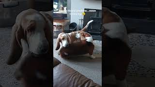 Basset Hound play! #bassethound #bassethounddog #dog