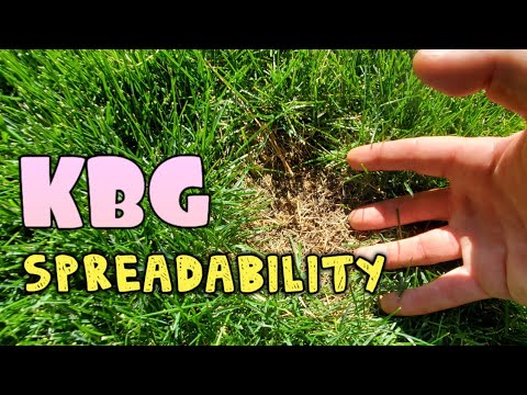 Video: Informacije o Kentucky Bluegrass - Kentucky Bluegrass Maintenance & Care