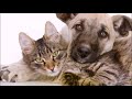 Как подружить кошку с собакой Смешные животные Friendship of a cat and a dog