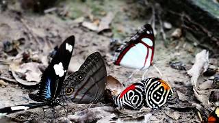 Ecuador Butterfly Trips in Ecuador: The Fairies of the Rainforest