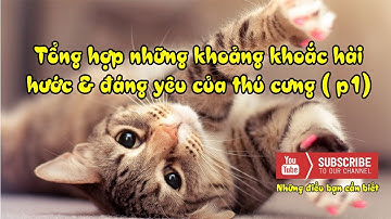 Những khoảng khắc hài hước và đáng yêu của thú cưng (P1)