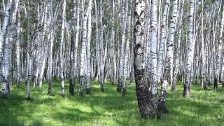СЕРГЕЙ ЕСЕНИН. Не жалею, не зову, не плачу_ /SN/ СЕРГЕЙ ЕСЕНИН. Не жалею, не зову, не плачу_ /SN/