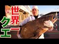 【世界一巨大極上クエ】捌き方！仕入れ値50万円オーバーの最高級品！
