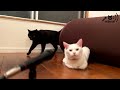 白猫にエコーをかけてみた2023 I tried to echo the white cat