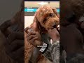 A new trick to desensitise dogs to fireworks #gmb