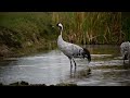 Fürdőző darvak, daru , Grus grus , Hortobágy , darvak , daru madár , madárles , crane , crane bird