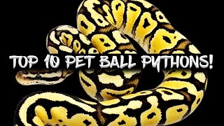 Famous The Top 10 Ball Python Pets! Profile