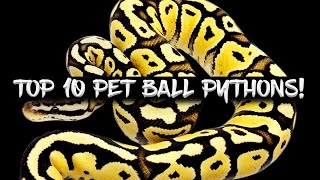 The Top 10 Ball Python Pets!