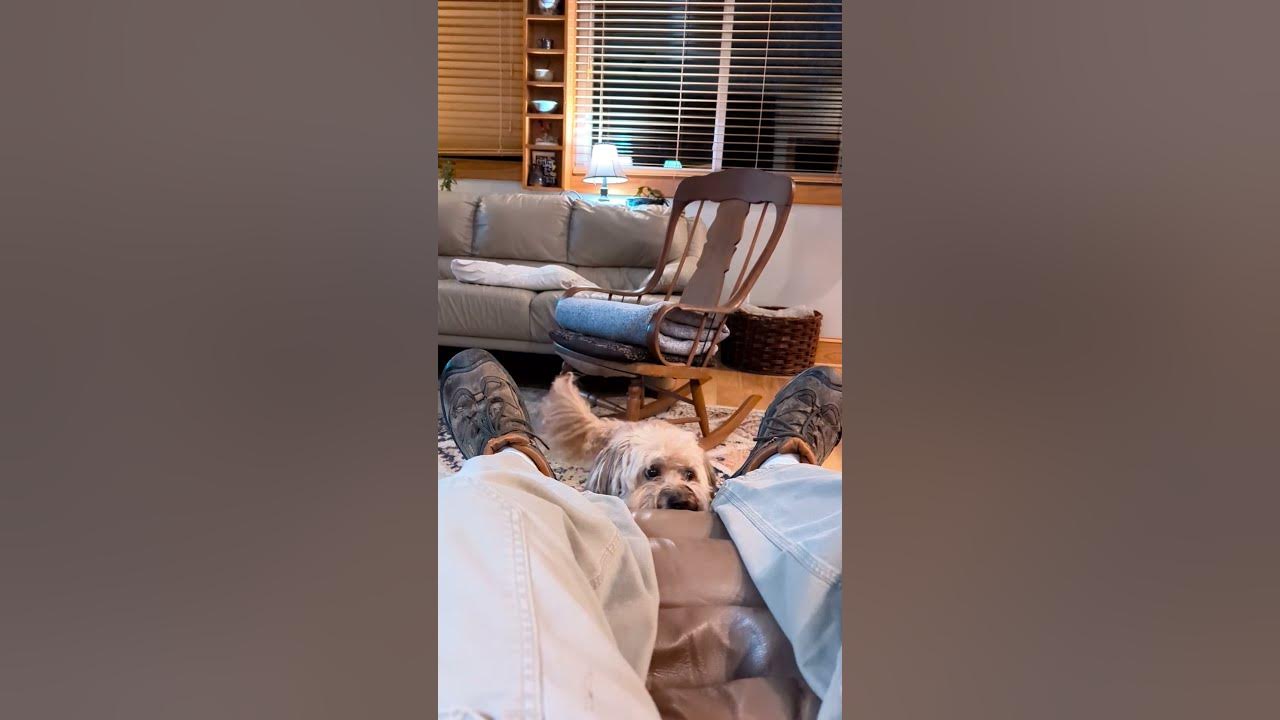 Dog jumps into lap YouTube