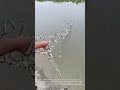 Massive Fish Catch: Fisherman Pulls Up Net Full of Small Fish