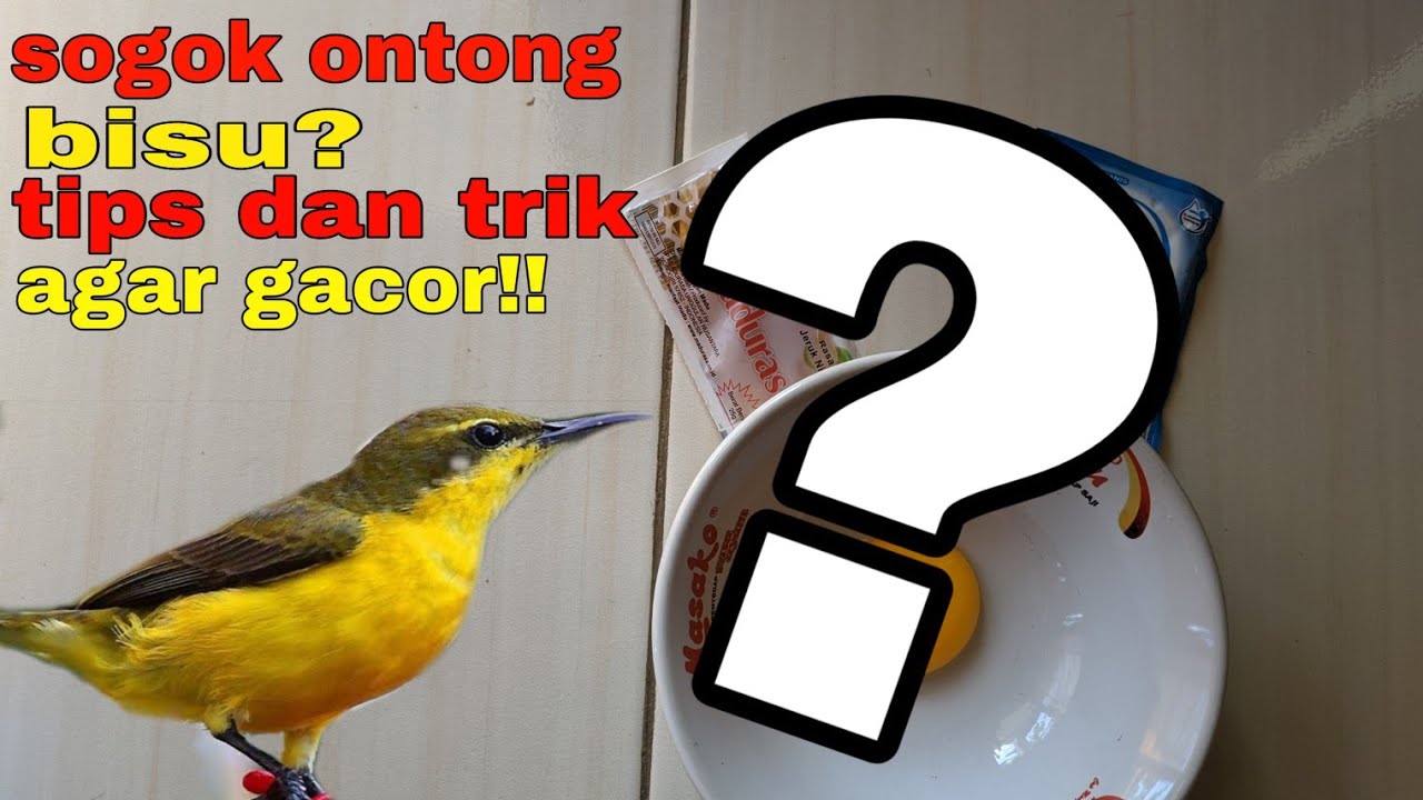 Sogok ontong kalian bisu?Trik cara menggacorkan burung sogok ontong
