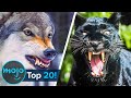 Top 20 Real Life Man-Eaters