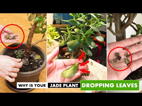 Video: Problemos su nefrito augalais – kodėl mano nefritas suglebo?