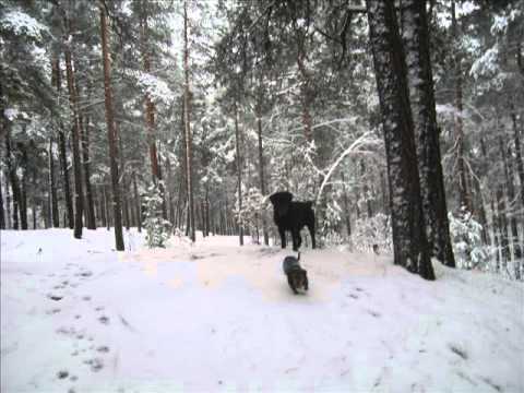 Video: Suņu šķirnes, Kurām Ziemā Nepieciešami Apavi Un Kombinezoni