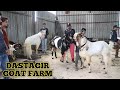 Dastagir Goat Farm Taloja Big Kota Bakre