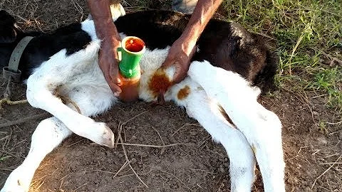 Como deve ser feita a cura do umbigo do bezerro?