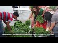 Aquaponics Vertical Farming - CFFRC x Homegrown Farm Semenyih