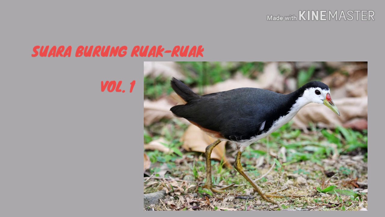 SUARA BURUNG RUAK-RUAK | SUARA IBU DENAK | BURUNG HUTAN 