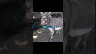 Download Lagu Mule Lyric Video Out Now! MP3