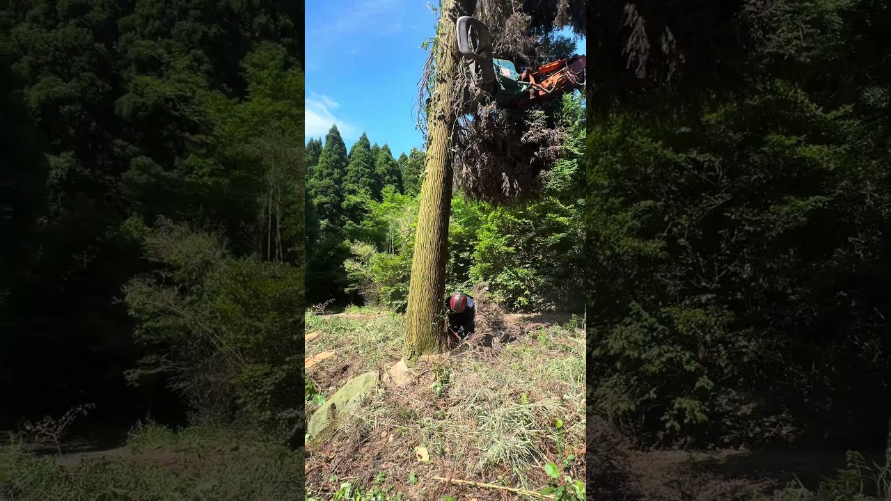クロ周りの木を伐採#shorts #伐採 #林業 #japan
